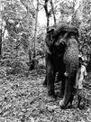 Photo for Orphaned elephant with friend