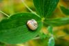 Photo for Snail on a leaf